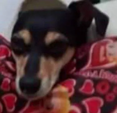 Cachorro ra a Mistura de pinscher com salsinha idade 6 ou mais anos nome Shakira