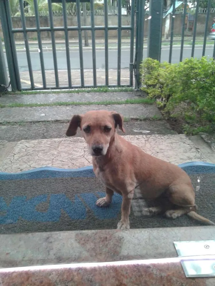 Cachorro raça Mestiça idade 5 anos nome PAPER