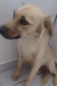 Amora 
