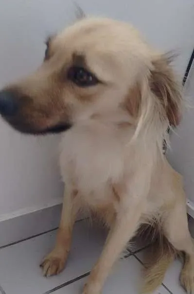 Cachorro ra a Vira-latas idade 3 anos nome Amora 