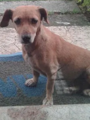 Cachorro raça Mestiça idade 5 anos nome PAPER
