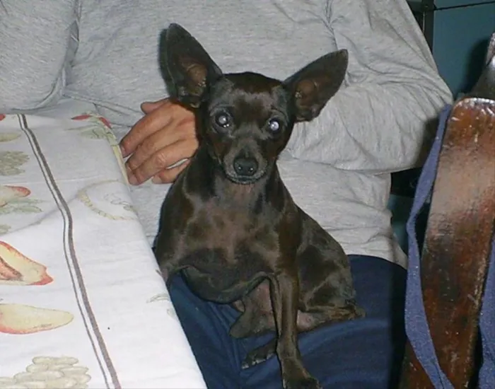 Cachorro ra a Pinscher (não é puro) idade 6 ou mais anos nome Donatelo