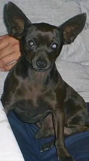Cachorro raça Pinscher (não é puro) idade 6 ou mais anos nome Donatelo