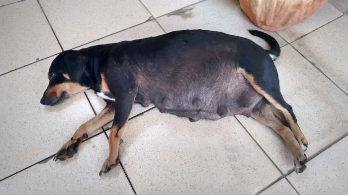 Cachorro ra a vira lata idade 3 anos nome Negrita