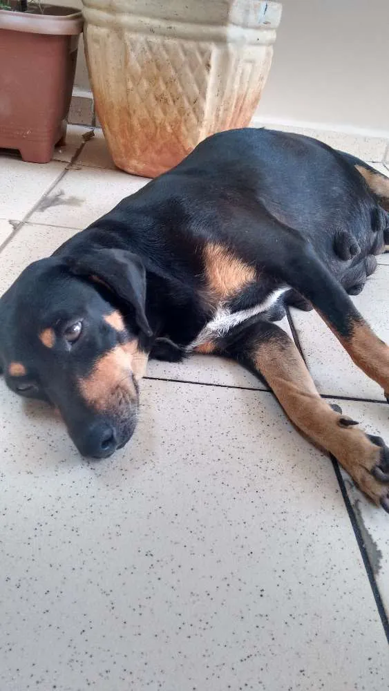 Cachorro ra a vira lata idade 3 anos nome Negrita