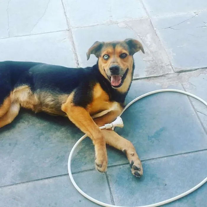 Cachorro ra a VIRA LATA idade 2 anos nome SEM NOME