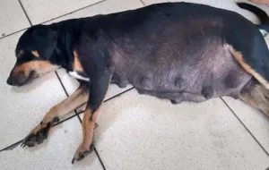 Cachorro raça vira lata idade 3 anos nome Negrita