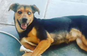 Cachorro raça VIRA LATA idade 2 anos nome SEM NOME