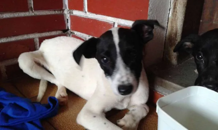 Cachorro ra a SRD idade 2 a 6 meses nome VICTORIA