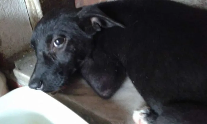 Cachorro ra a SRD idade 2 a 6 meses nome VICTORIA
