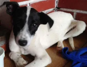 Cachorro raça SRD idade 2 a 6 meses nome VICTORIA