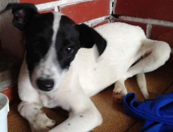 Cachorro ra a SRD idade 2 a 6 meses nome VICTORIA