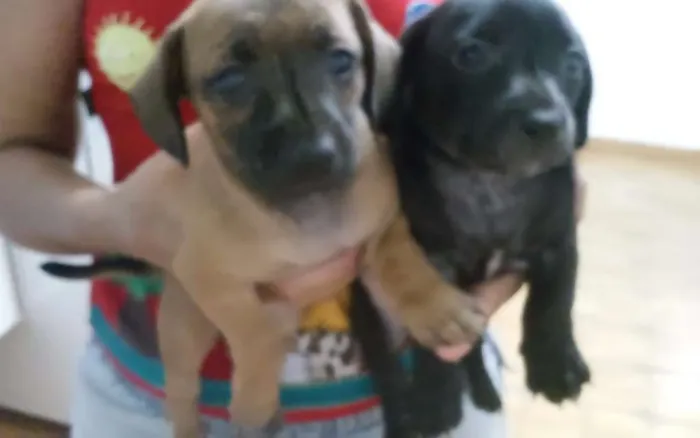 Cachorro ra a  idade Abaixo de 2 meses nome Sem nome