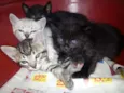 Gatinhos