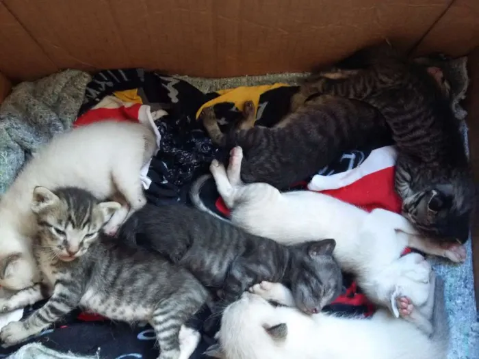 Gato ra a  idade Abaixo de 2 meses nome Não tem