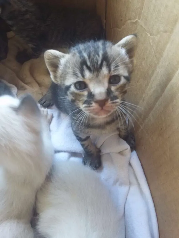 Gato ra a  idade Abaixo de 2 meses nome Não tem
