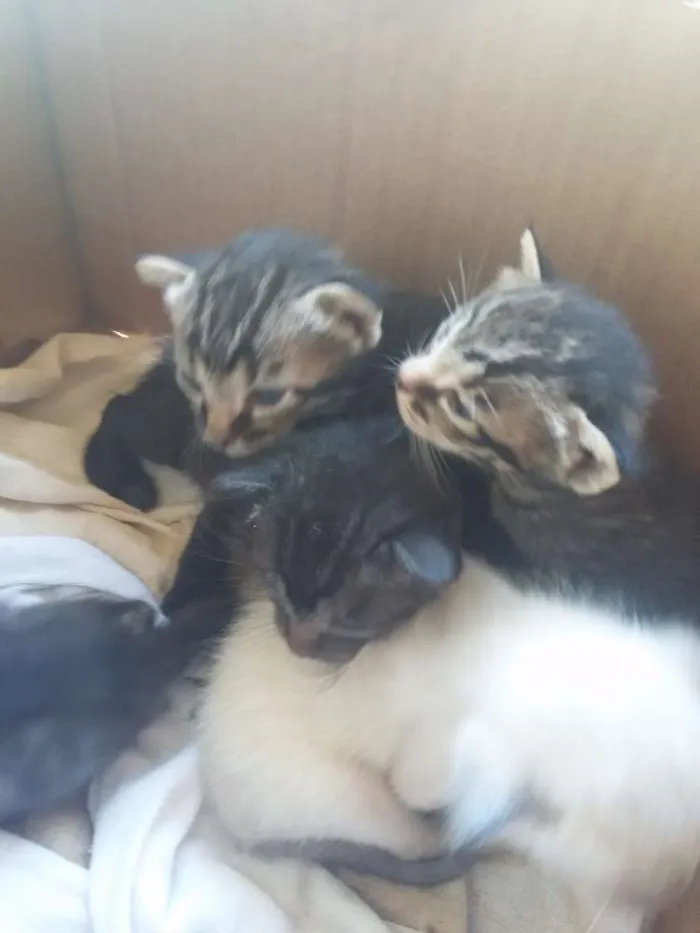 Gato ra a  idade Abaixo de 2 meses nome Não tem