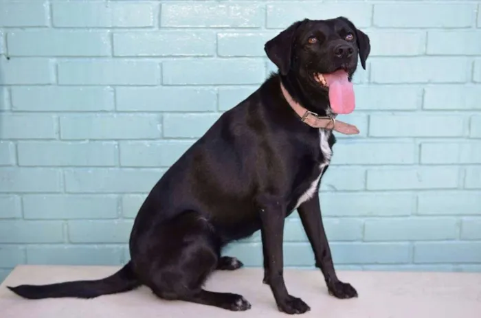 Cachorro ra a Labradora idade 2 anos nome Larissa