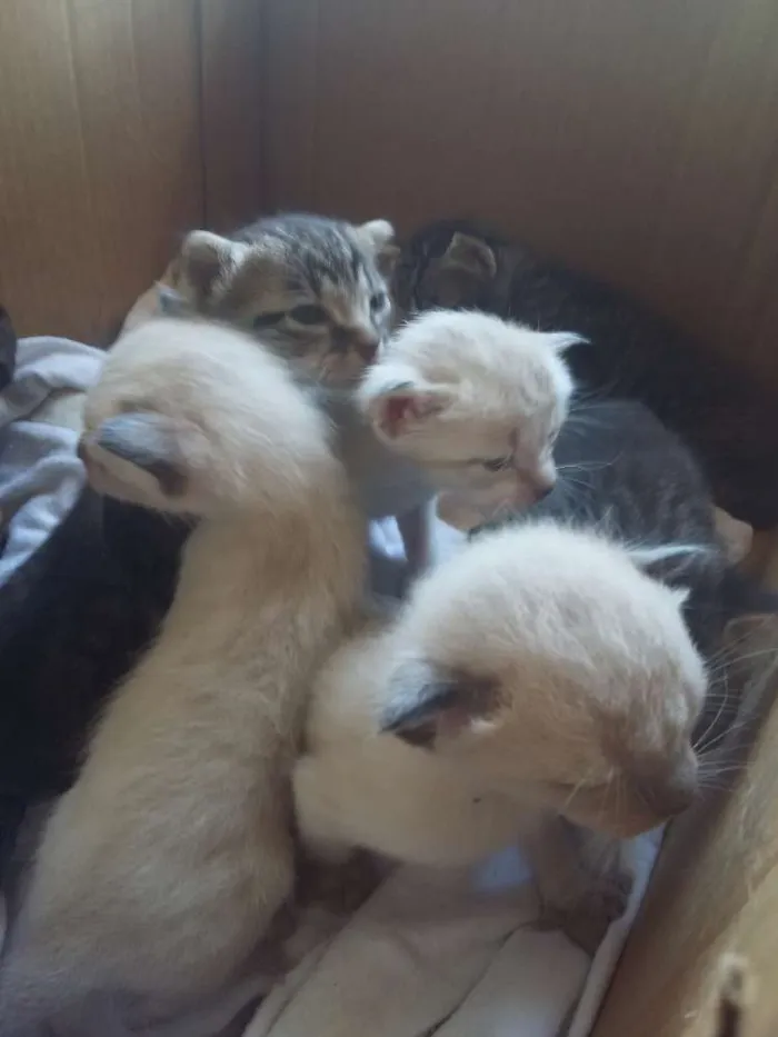 Gato ra a  idade Abaixo de 2 meses nome Não tem