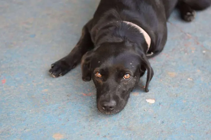 Cachorro ra a Labradora idade 2 anos nome Larissa