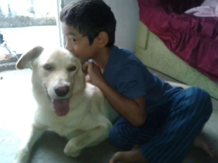 Cachorro ra a Labrador idade 1 ano nome Hulk