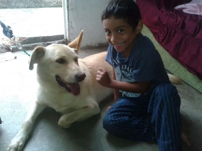 Cachorro ra a Labrador idade 1 ano nome Hulk