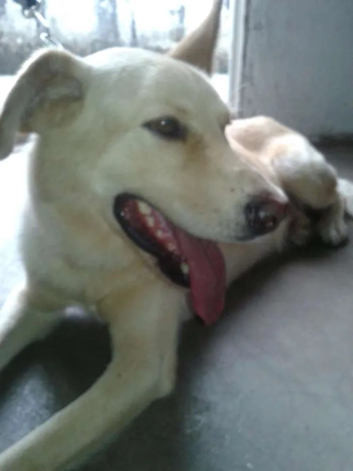 Cachorro ra a Labrador idade 1 ano nome Hulk