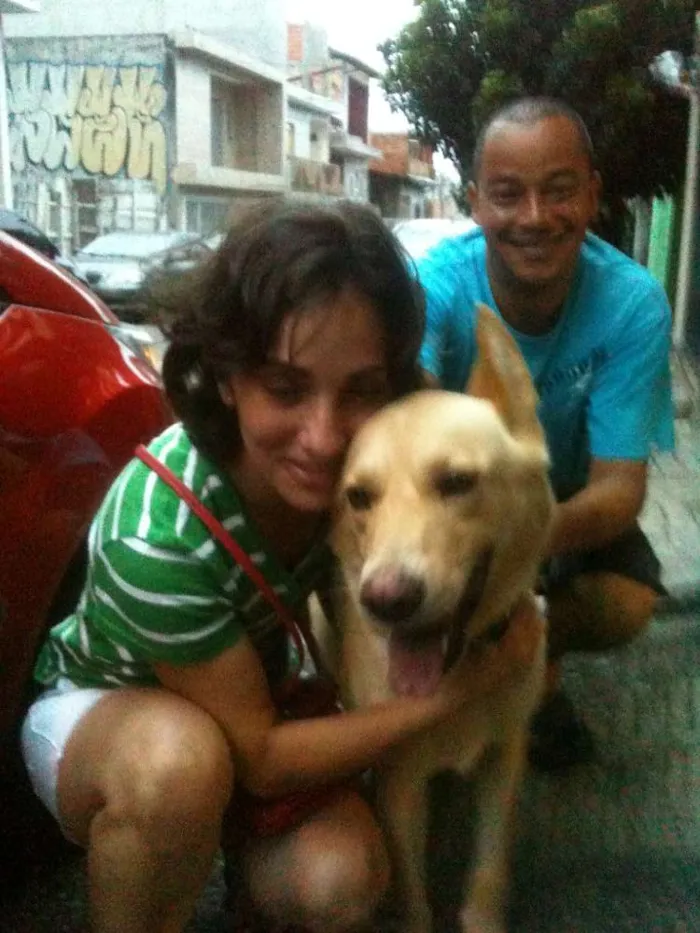 Cachorro ra a Labrador idade 1 ano nome Hulk
