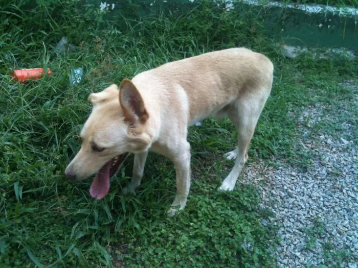 Cachorro ra a Labrador idade 1 ano nome Hulk