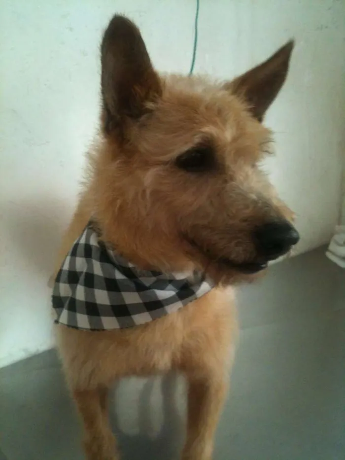 Cachorro ra a Jack Russel idade 3 anos nome Will