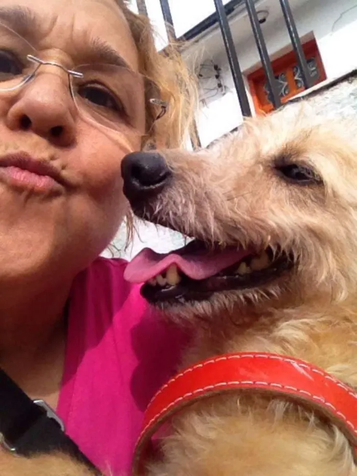Cachorro ra a Jack Russel idade 3 anos nome Will