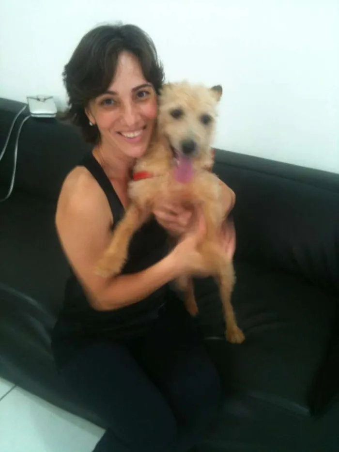 Cachorro ra a Jack Russel idade 3 anos nome Will