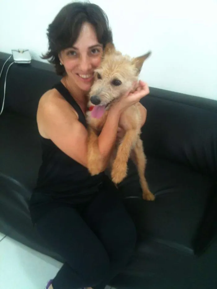 Cachorro ra a Jack Russel idade 3 anos nome Will
