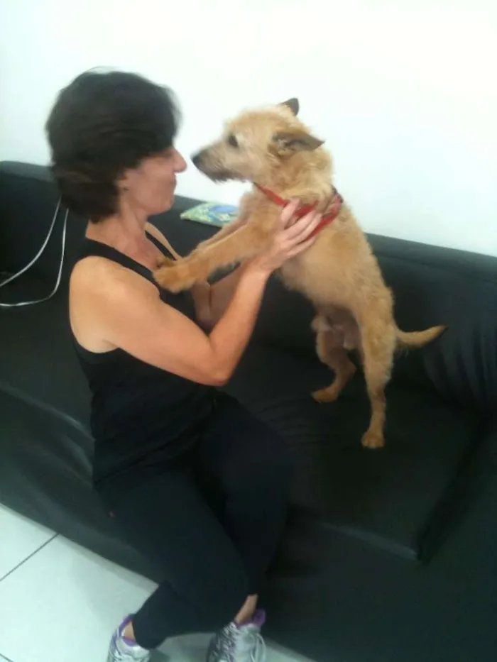 Cachorro ra a Jack Russel idade 3 anos nome Will