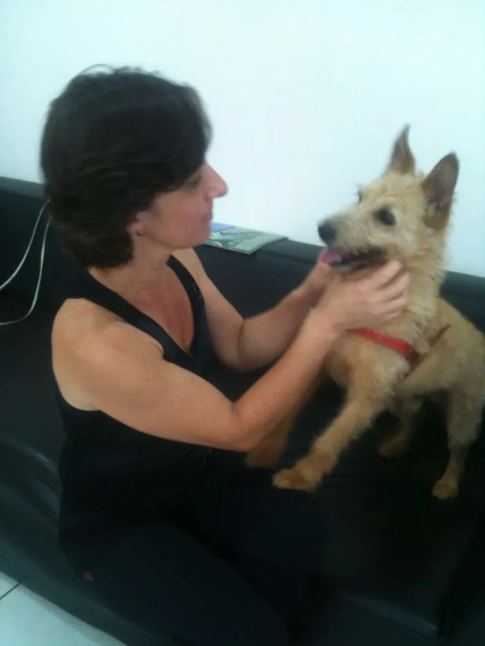 Cachorro ra a Jack Russel idade 3 anos nome Will