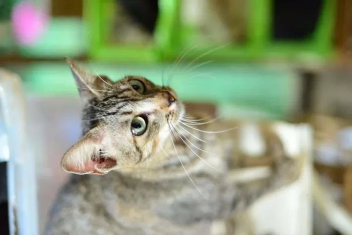 Gato raça SRD idade 7 a 11 meses nome xaniha
