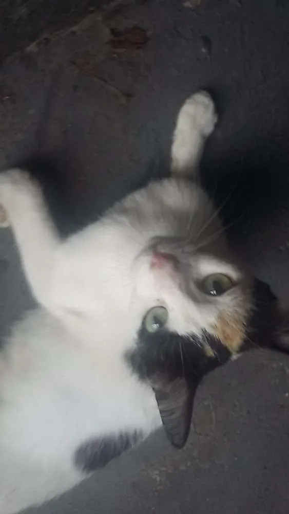 Gato ra a Provável vira lata idade 2 a 6 meses nome Felícia