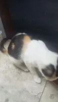Felícia