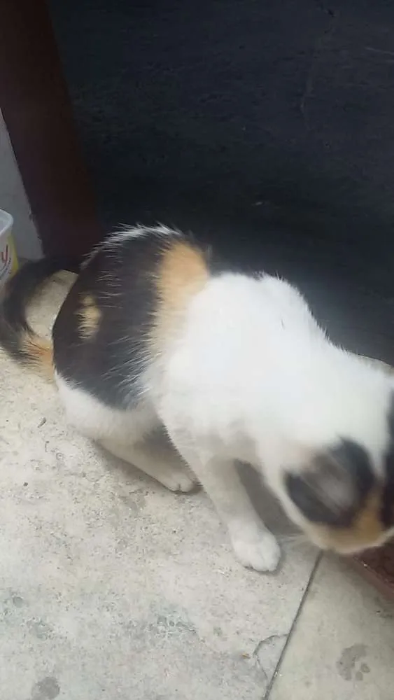 Gato ra a Provável vira lata idade 2 a 6 meses nome Felícia