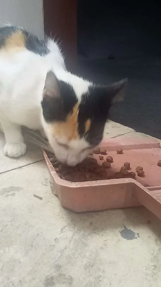 Gato ra a Provável vira lata idade 2 a 6 meses nome Felícia