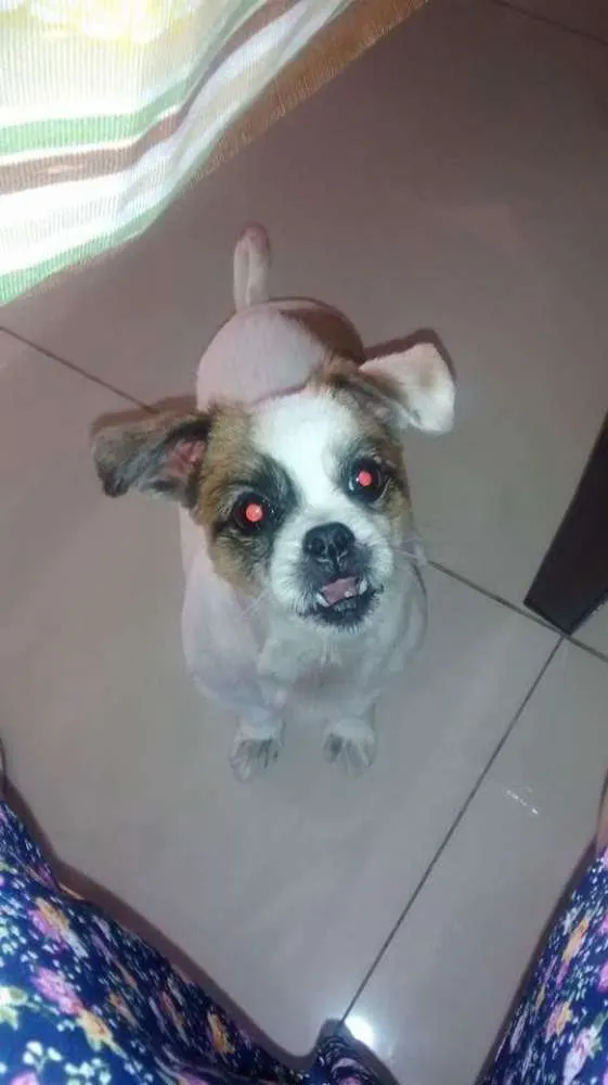 Cachorro ra a Pequinês idade 6 ou mais anos nome Rebeca