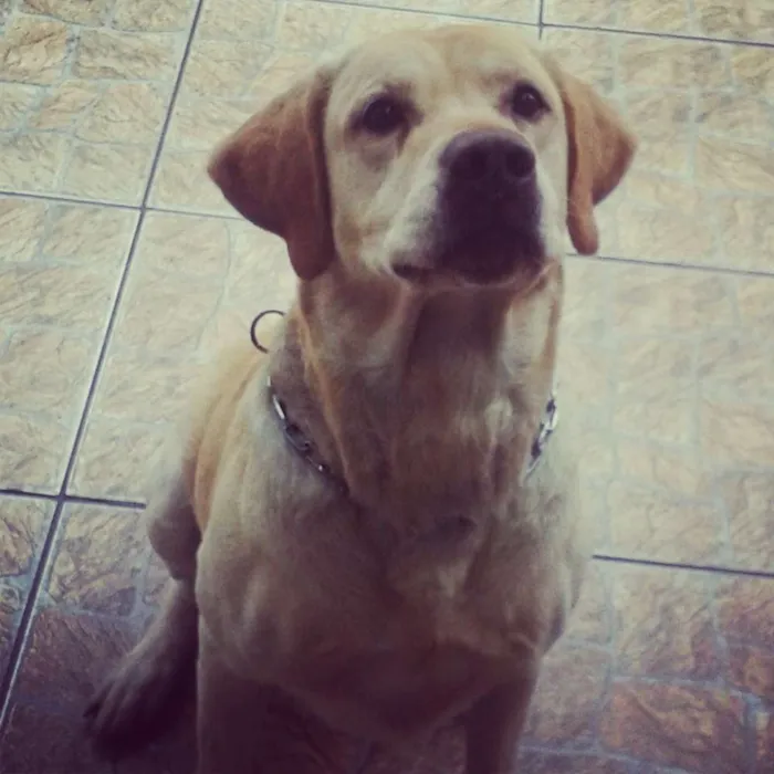 Cachorro ra a Labrador idade 7 a 11 meses nome MARLEY
