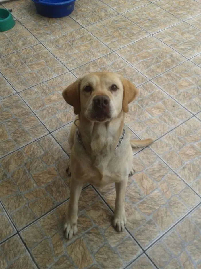 Cachorro ra a Labrador idade 7 a 11 meses nome MARLEY