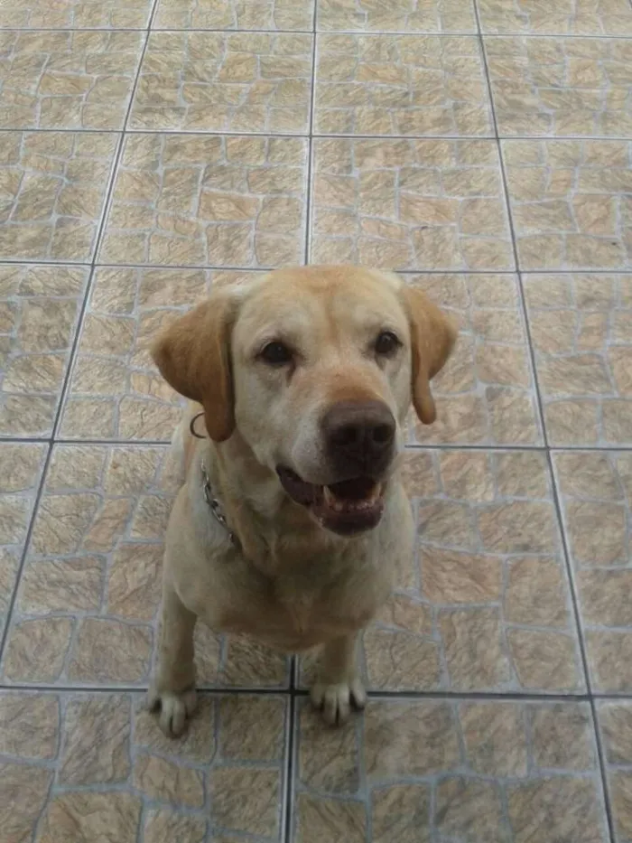 Cachorro ra a Labrador idade 7 a 11 meses nome MARLEY