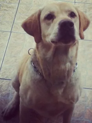 Cachorro raça Labrador idade 7 a 11 meses nome MARLEY