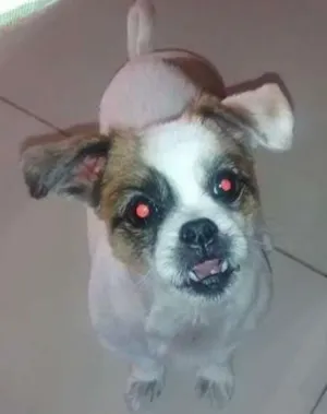 Cachorro raça Pequinês idade 6 ou mais anos nome Rebeca