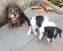 Cachorro ra a SRD idade 2 a 6 meses nome pituca e tob