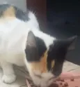 Felícia