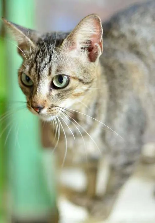 Gato raça SRD idade 7 a 11 meses nome xaniha