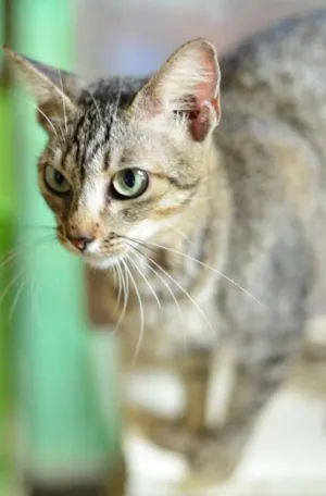 Gato raça SRD idade 7 a 11 meses nome xaniha
